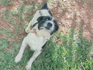 Cachorro raça SRD-ViraLata idade 4 anos nome Lola