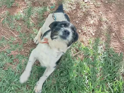 Cachorro raça SRD-ViraLata idade 4 anos nome Lola