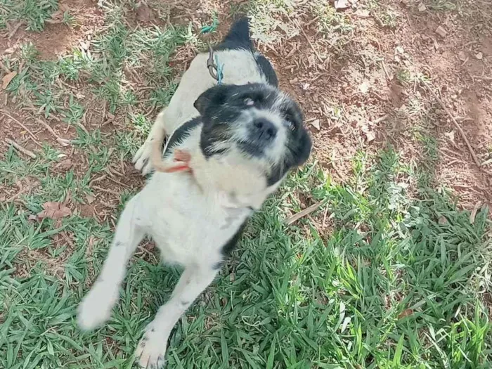 Cachorro ra a SRD-ViraLata idade 4 anos nome Lola