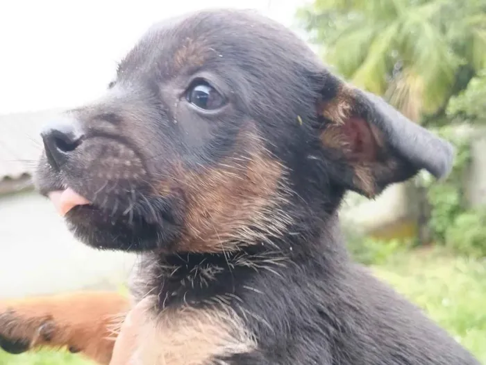 Cachorro ra a SRD-ViraLata idade Abaixo de 2 meses nome Pretão 