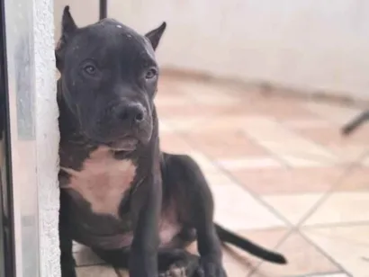 Cachorro raça Pit-Bull idade 2 anos nome César 