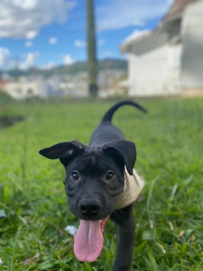 Cachorro ra a SRD-ViraLata idade 2 a 6 meses nome Zeus 