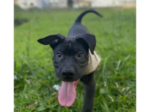 Cachorro ra a SRD-ViraLata idade 2 a 6 meses nome Zeus 