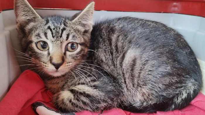 Gato ra a SRD-ViraLata idade Abaixo de 2 meses nome Simba