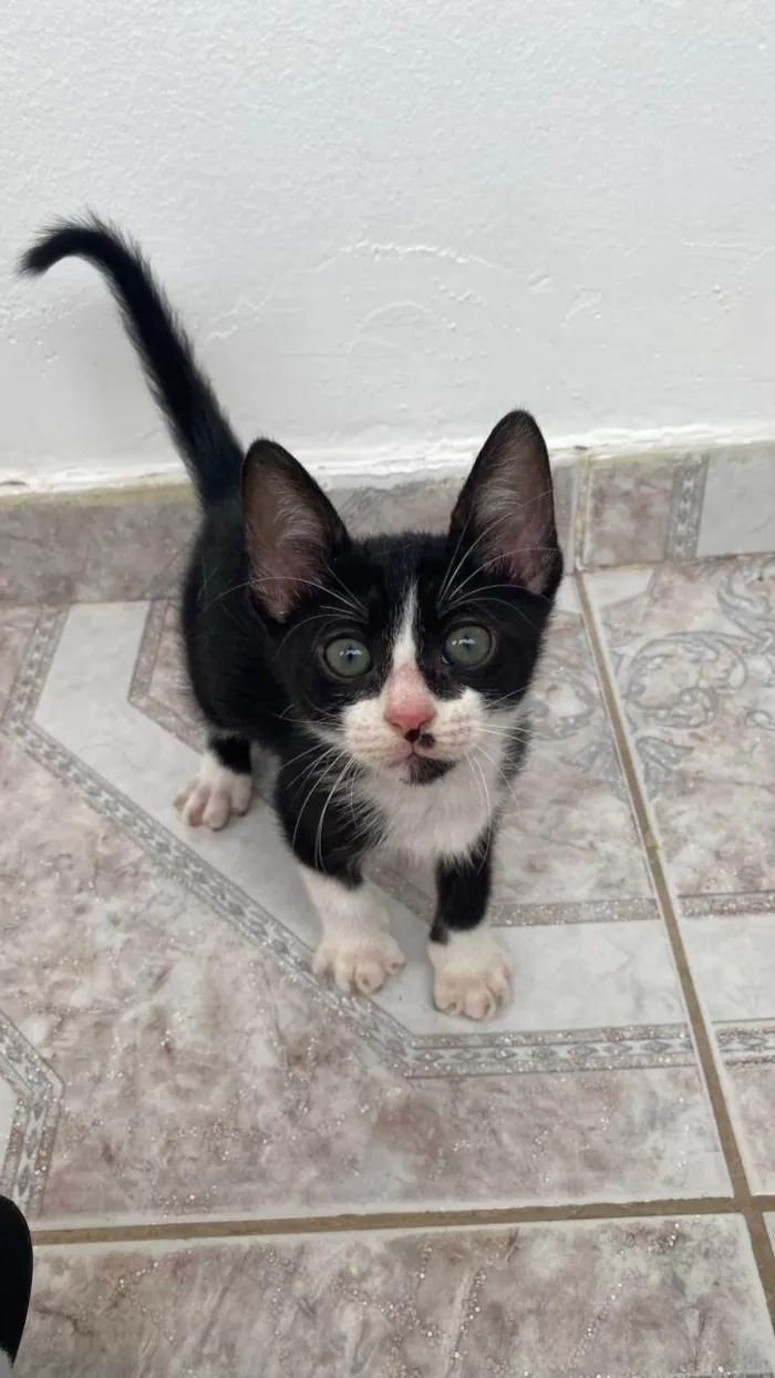 Gato ra a SRD-ViraLata idade 2 a 6 meses nome Oscar