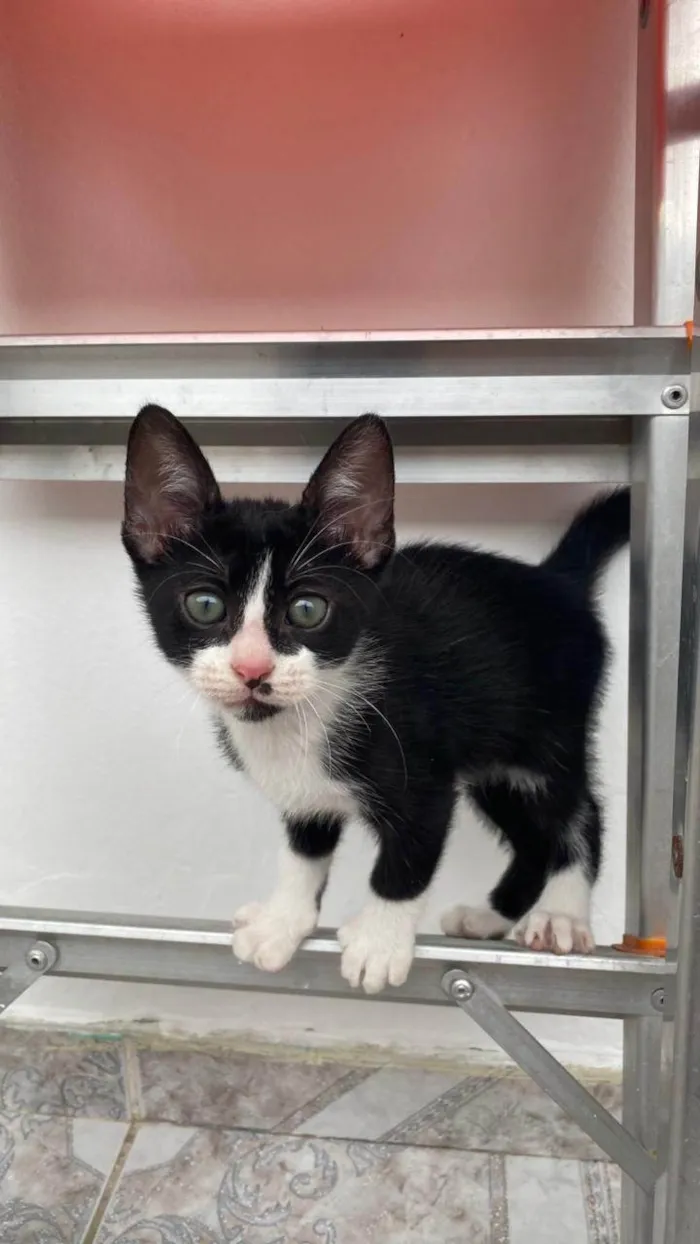 Gato ra a SRD-ViraLata idade 2 a 6 meses nome Oscar