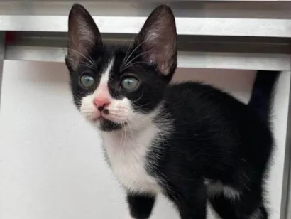 Gato raça SRD-ViraLata idade 2 a 6 meses nome Oscar