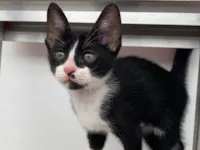 Gato ra a SRD-ViraLata idade 2 a 6 meses nome Oscar