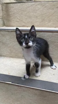 Gato ra a SRD-ViraLata idade 2 a 6 meses nome Franco