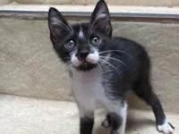 Gato raça SRD-ViraLata idade 2 a 6 meses nome Franco