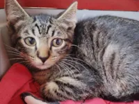 Gato ra a SRD-ViraLata idade Abaixo de 2 meses nome Simba