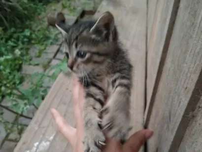Gato raça Exótico idade Abaixo de 2 meses nome Gatinho