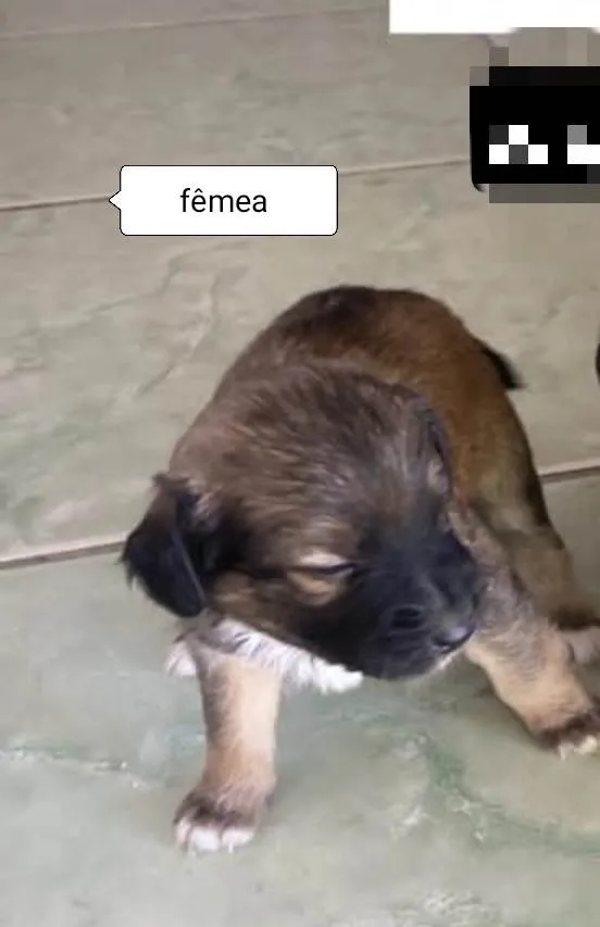 Cachorro ra a SRD-ViraLata idade Abaixo de 2 meses nome A escolha do futuro tutor