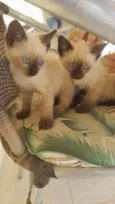 Gato ra a Siamês idade Abaixo de 2 meses nome Siames 
