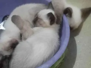 Gato raça Siamês idade Abaixo de 2 meses nome Siames 