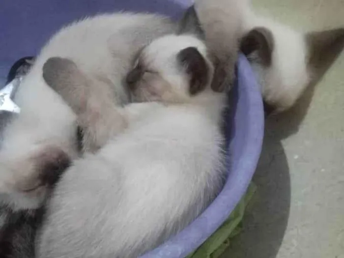 Gato ra a Siamês idade Abaixo de 2 meses nome Siames 