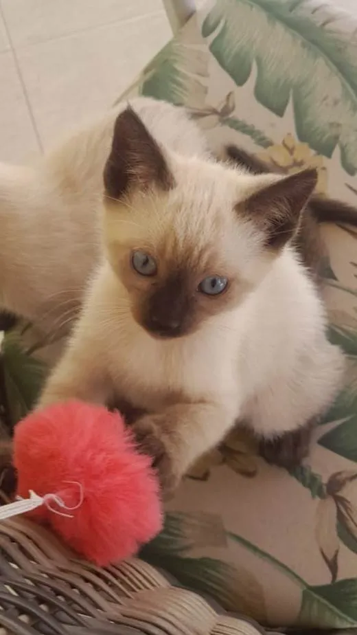 Gato ra a Siamês idade Abaixo de 2 meses nome Siames 