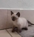 Gato ra a Siamês idade Abaixo de 2 meses nome Siames 