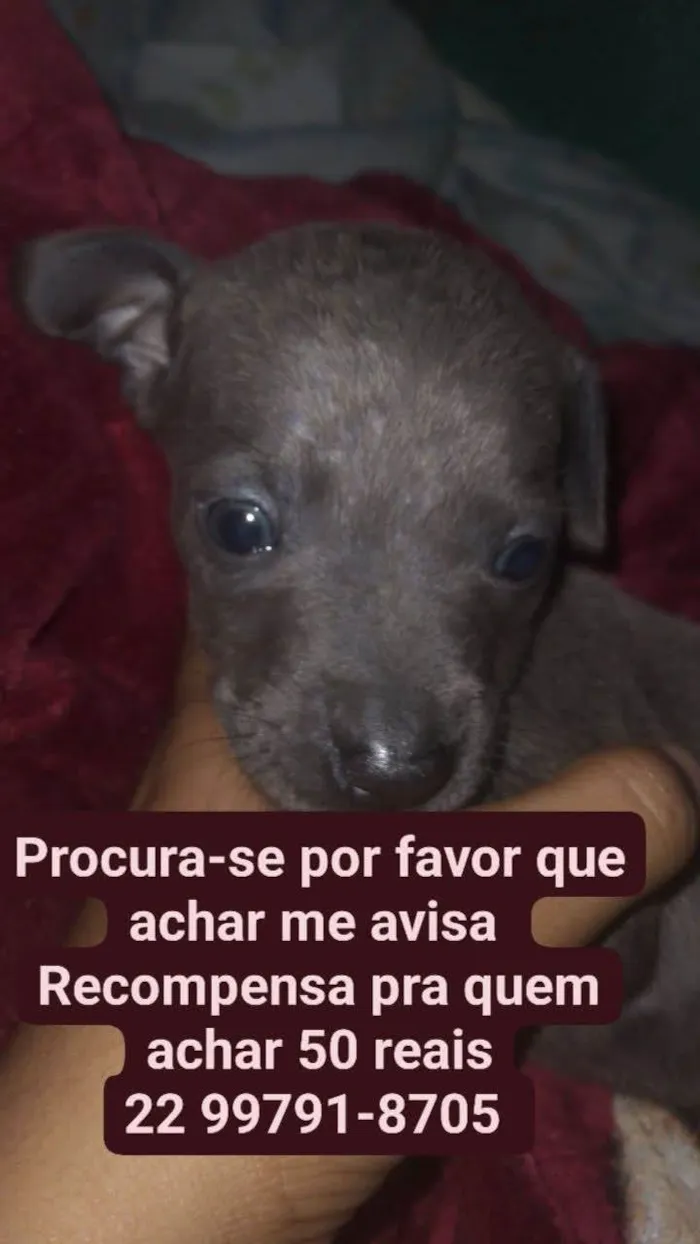 Cachorro ra a SRD-ViraLata idade 2 a 6 meses nome Princesa 