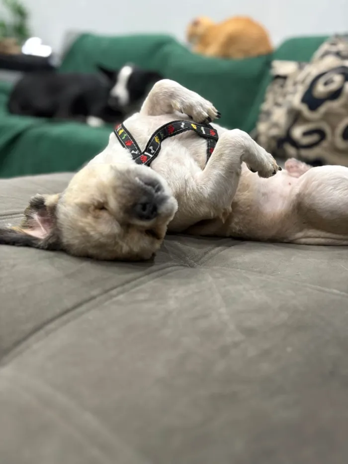 Cachorro ra a Shitzu idade 2 anos nome Billy Pirata 