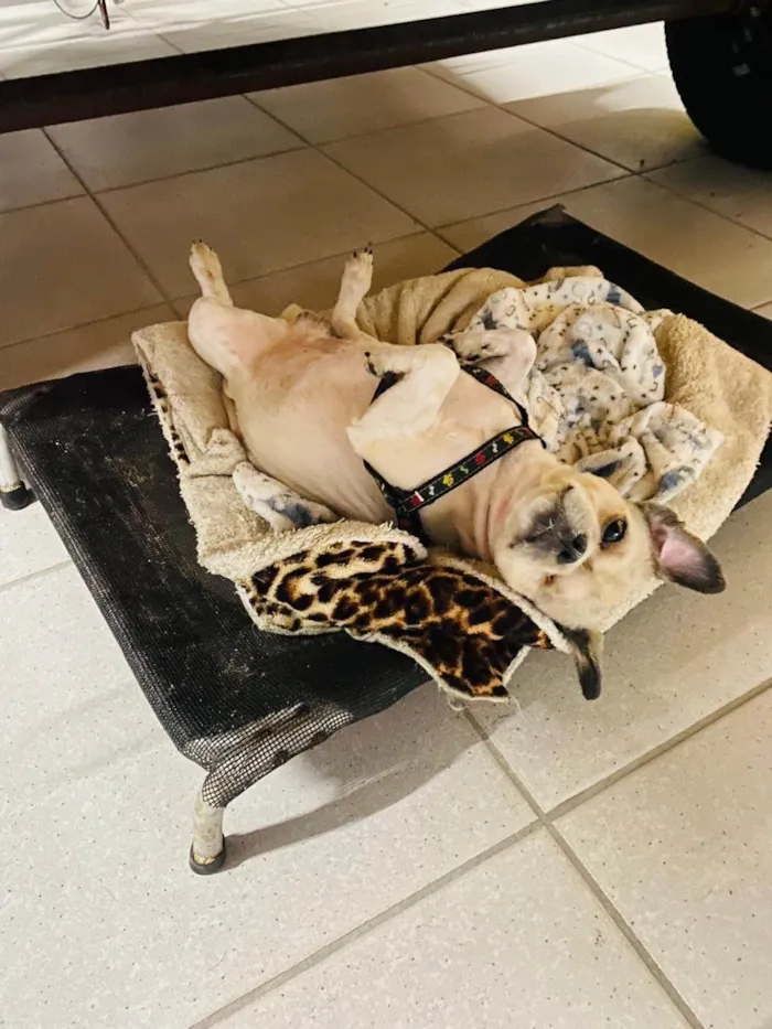 Cachorro ra a Shitzu idade 2 anos nome Billy Pirata 