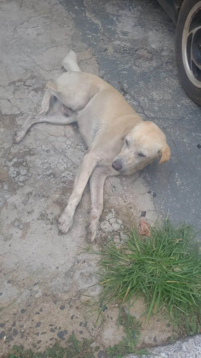Cachorro ra a SRD-ViraLata idade 6 ou mais anos nome Marrento