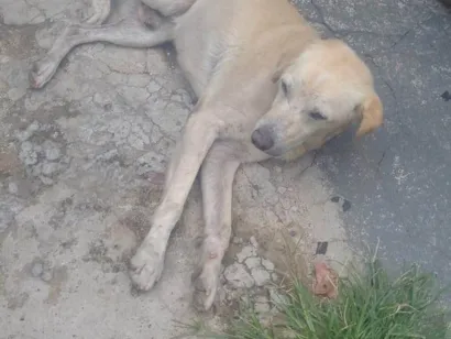 Cachorro raça SRD-ViraLata idade 6 ou mais anos nome Marrento