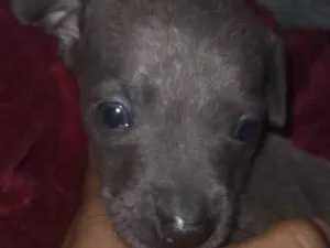 Cachorro raça SRD-ViraLata idade 2 a 6 meses nome Princesa 