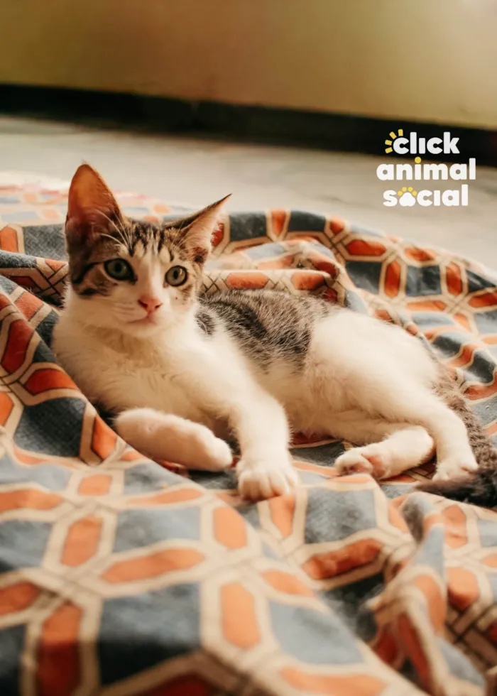 Gato raça SRD-ViraLata idade 2 a 6 meses nome Julia