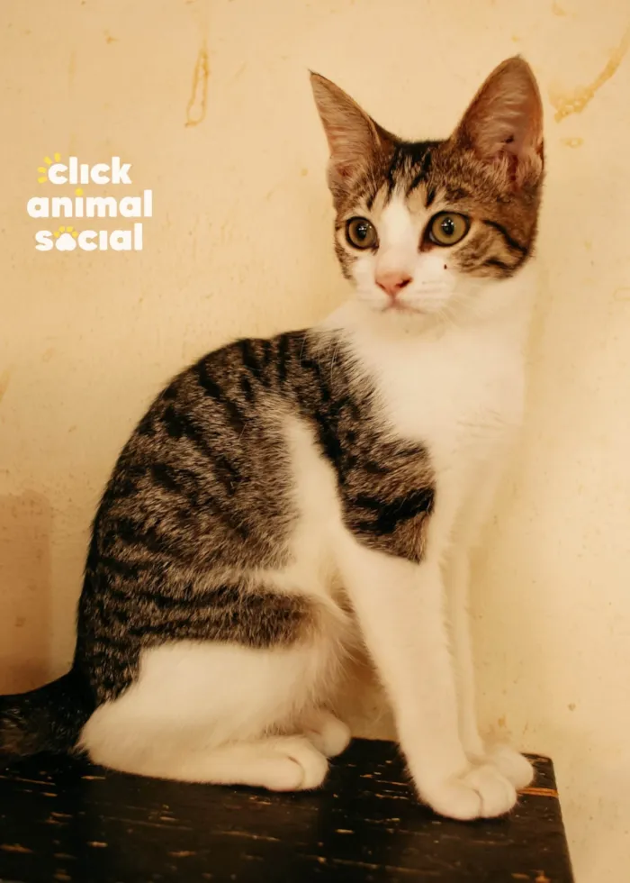 Gato raça SRD-ViraLata idade 2 a 6 meses nome Julia