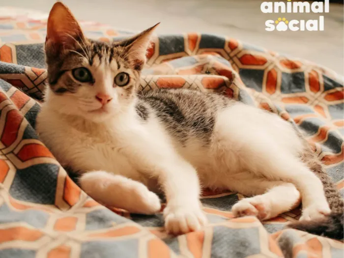 Gato raça SRD-ViraLata idade 2 a 6 meses nome Julia