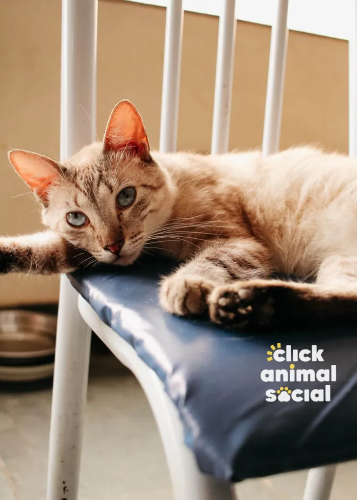 Gato raça SRD-ViraLata idade 1 ano nome Toni