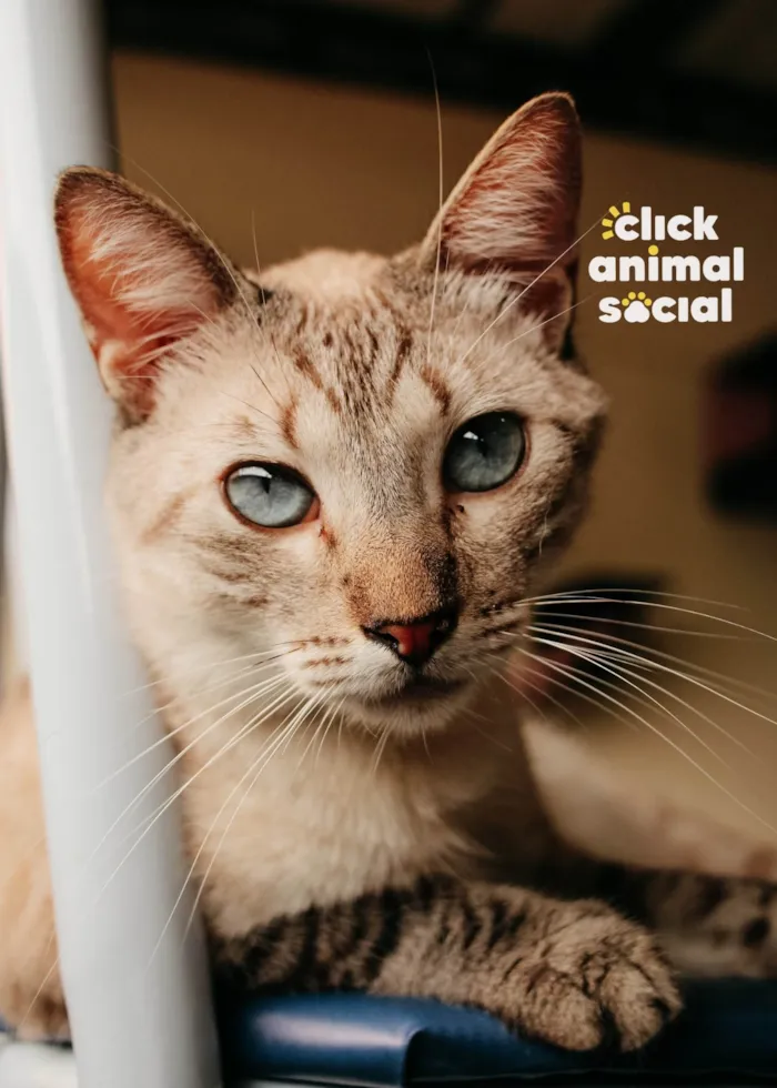 Gato raça SRD-ViraLata idade 1 ano nome Toni