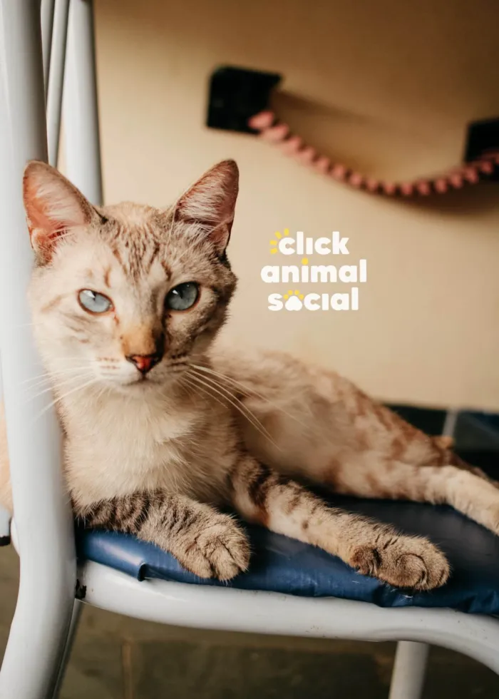 Gato raça SRD-ViraLata idade 1 ano nome Toni