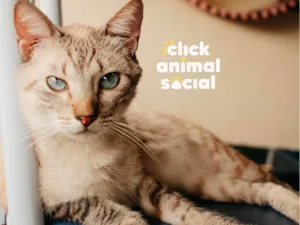 Gato raça SRD-ViraLata idade 1 ano nome Toni