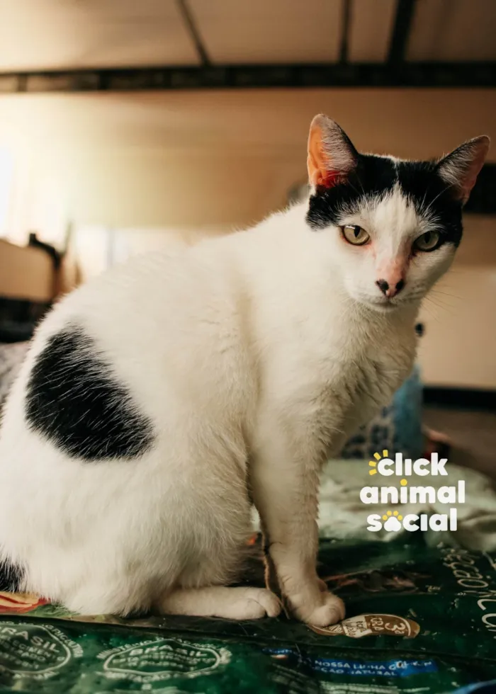 Gato raça SRD-ViraLata idade 2 anos nome MIMI