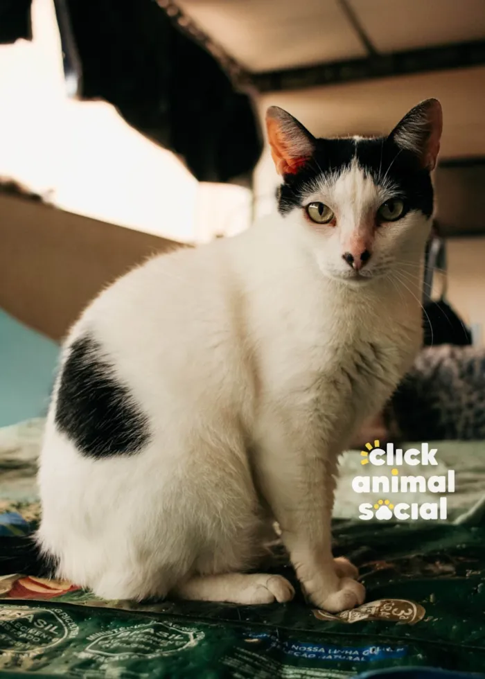 Gato raça SRD-ViraLata idade 2 anos nome MIMI