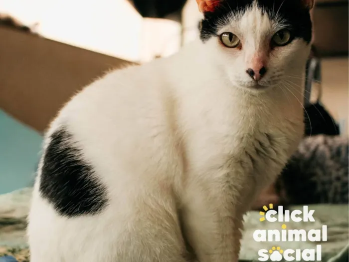 Gato raça SRD-ViraLata idade 2 anos nome MIMI