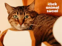 Gato raça SRD idade 2 anos nome HANNA