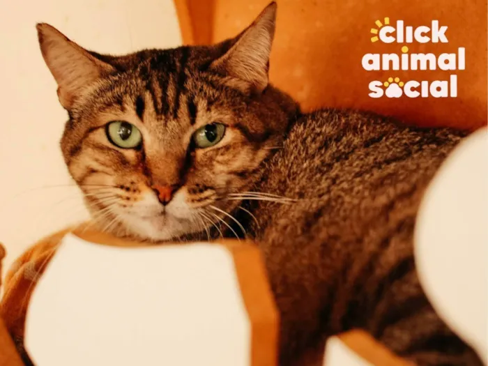 Gato ra a SRD idade 2 anos nome HANNA