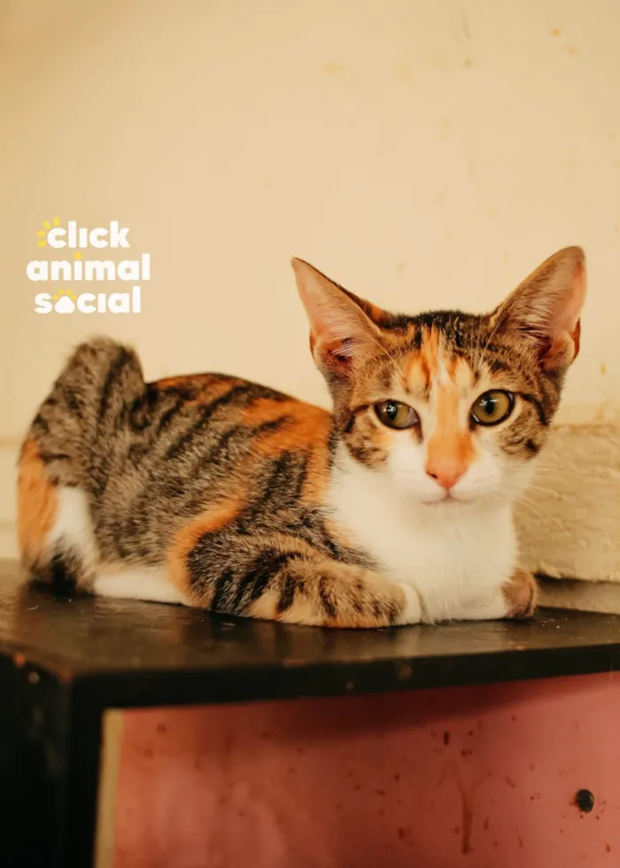 Gato ra a SRD-ViraLata idade 2 a 6 meses nome Jolie