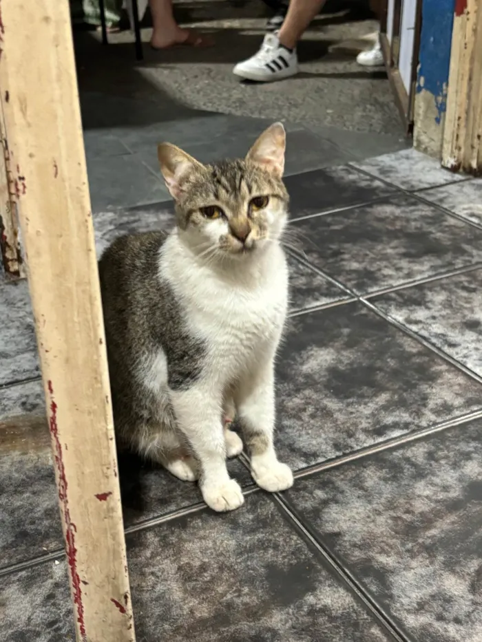 Gato ra a SRD-ViraLata idade 1 ano nome Rebeca 