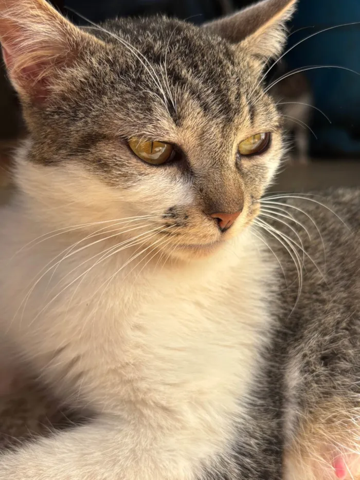 Gato ra a SRD-ViraLata idade 1 ano nome Rebeca 