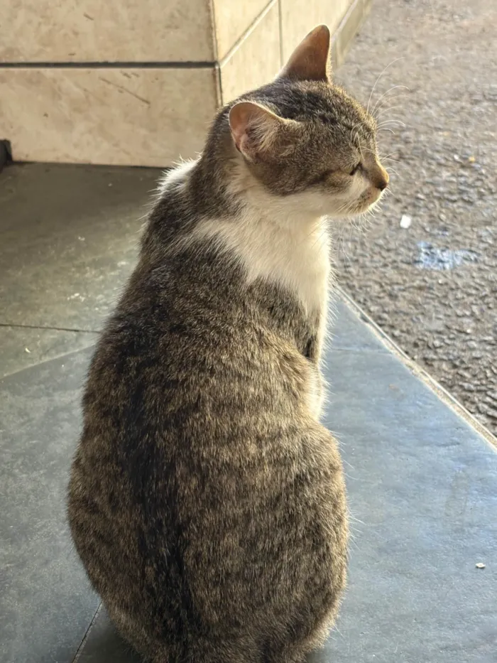 Gato ra a SRD-ViraLata idade 1 ano nome Rebeca 