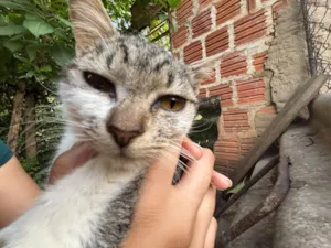 Gato raça SRD-ViraLata idade 1 ano nome Rebeca 