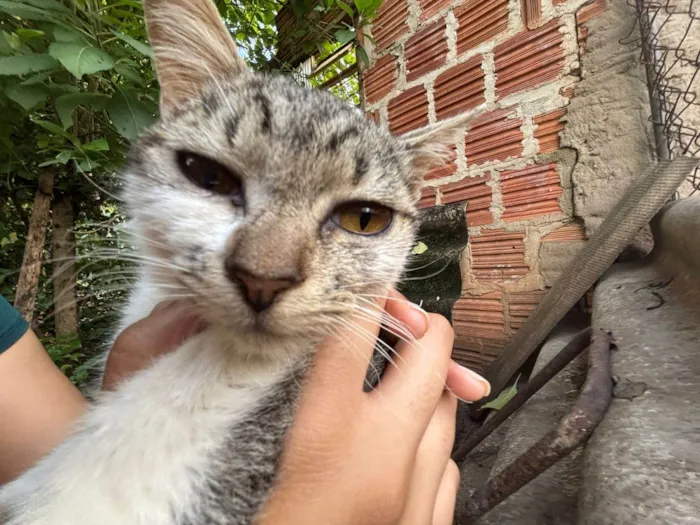 Gato ra a SRD-ViraLata idade 1 ano nome Rebeca 