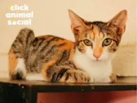 Gato raça SRD-ViraLata idade 2 a 6 meses nome Jolie