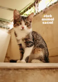 Gato ra a SRD-ViraLata idade 2 a 6 meses nome Kyle