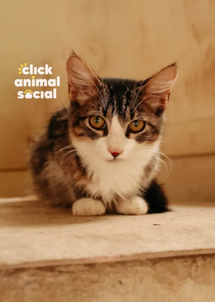 Gato ra a SRD-ViraLata idade 2 a 6 meses nome Kyle