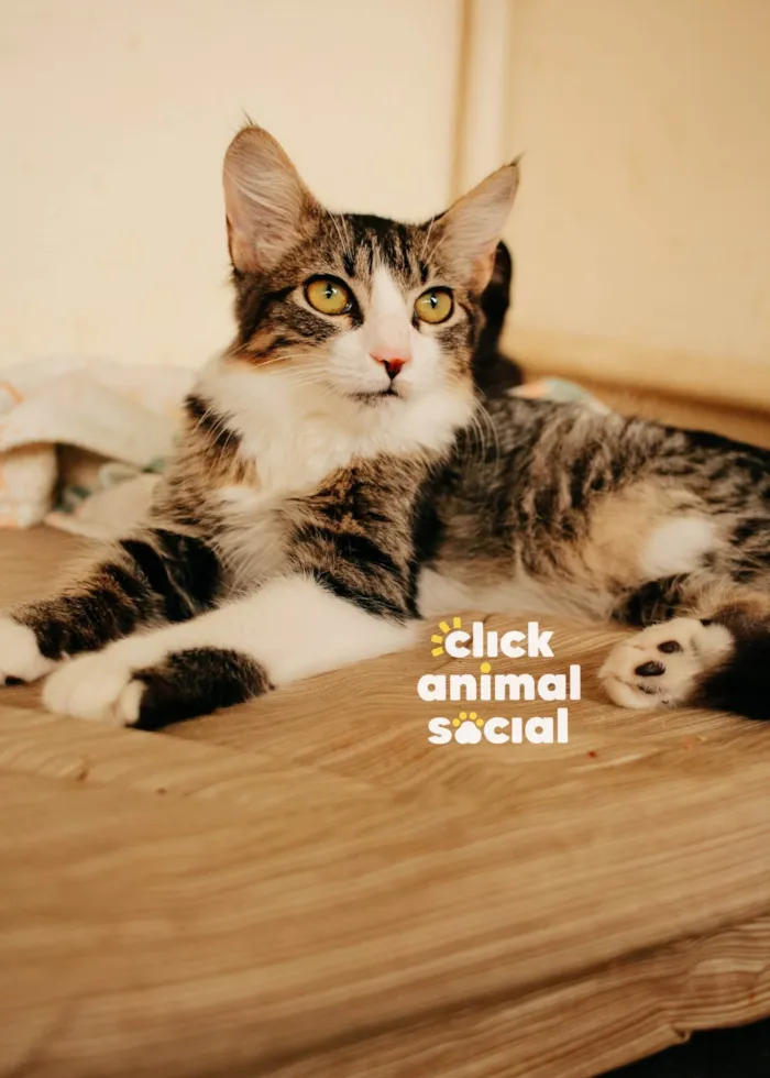 Gato ra a SRD-ViraLata idade 2 a 6 meses nome Kyle